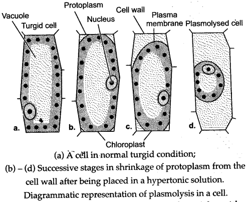 ICSE Solutions for Class 10 Biology - Absorption by Roots 22