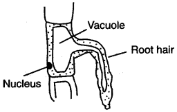 ICSE Solutions for Class 10 Biology - Absorption by Roots 24