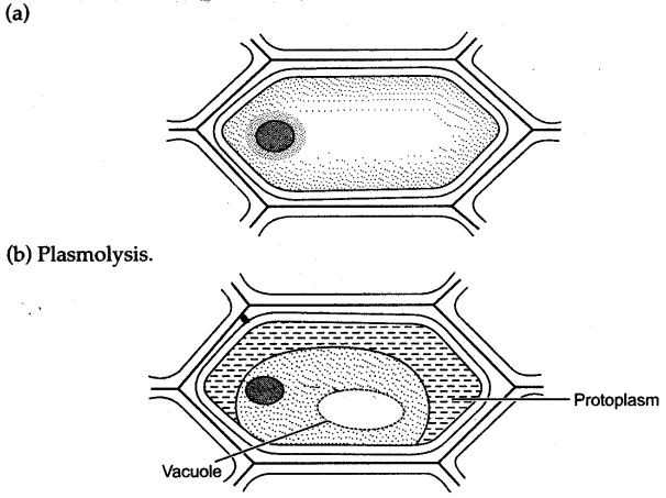 ICSE Solutions for Class 10 Biology - Absorption by Roots 25