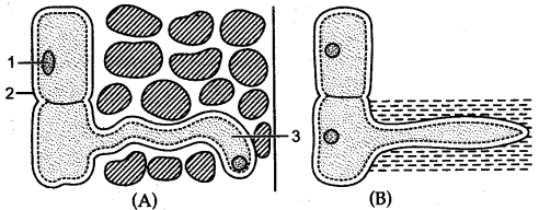 ICSE Solutions for Class 10 Biology - Absorption by Roots 3