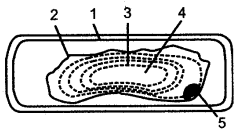 ICSE Solutions for Class 10 Biology - Absorption by Roots 5