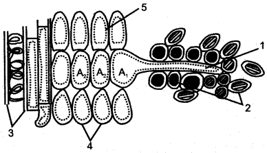 ICSE Solutions for Class 10 Biology - Absorption by Roots 6