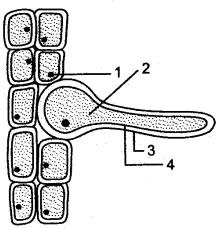 ICSE Solutions for Class 10 Biology - Absorption by Roots 7