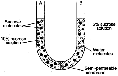 ICSE Solutions for Class 10 Biology - Absorption by Roots 8