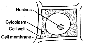 ICSE Solutions for Class 10 Biology - Absorption by Roots 9