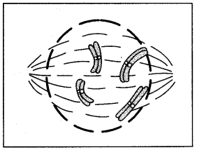 ICSE Solutions for Class 10 Biology - Cell Division 11