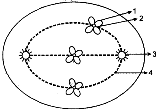 ICSE Solutions for Class 10 Biology - Cell Division 12