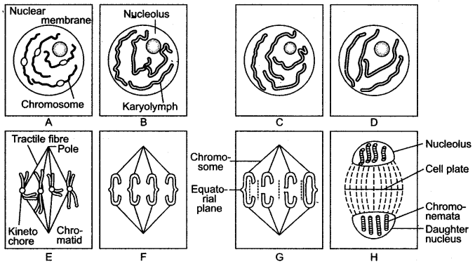 ICSE Solutions for Class 10 Biology - Cell Division 14