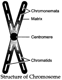 ICSE Solutions for Class 10 Biology - Cell Division 15