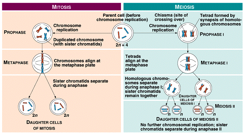 ICSE Solutions for Class 10 Biology - Cell Division 2