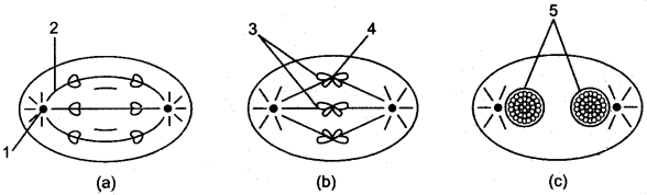 ICSE Solutions for Class 10 Biology - Cell Division 4