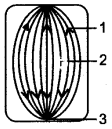 ICSE Solutions for Class 10 Biology - Cell Division 6