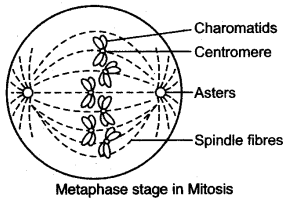 ICSE Solutions for Class 10 Biology - Cell Division 7