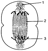 ICSE Solutions for Class 10 Biology - Cell Division 8