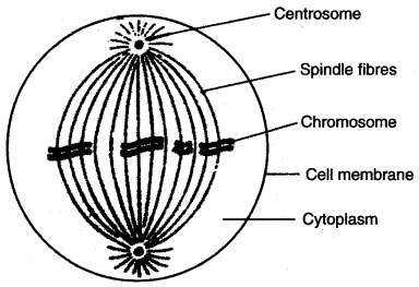 ICSE Solutions for Class 10 Biology - Cell Division 9