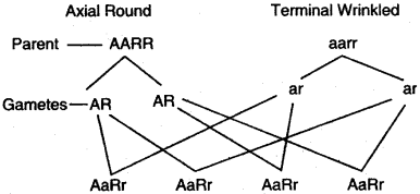 ICSE Solutions for Class 10 Biology - Fundamentals of Genetics 11