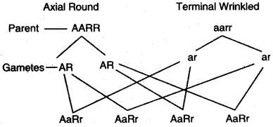 ICSE Solutions for Class 10 Biology - Fundamentals of Genetics 12