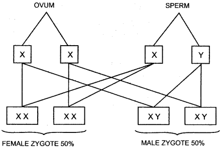 ICSE Solutions for Class 10 Biology - Fundamentals of Genetics 3