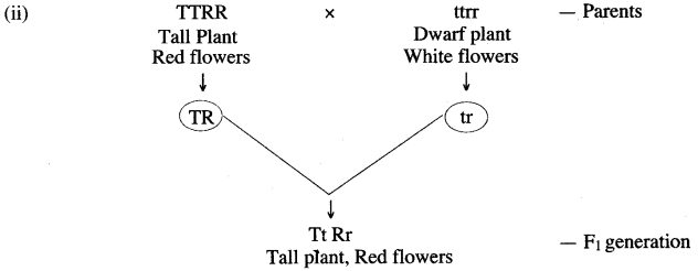 ICSE Solutions for Class 10 Biology - Fundamentals of Genetics 9