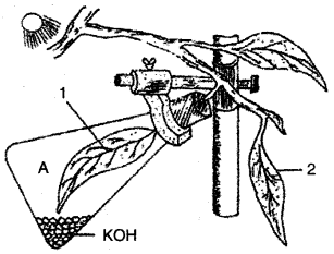 ICSE Solutions for Class 10 Biology - Photosynthesis 10