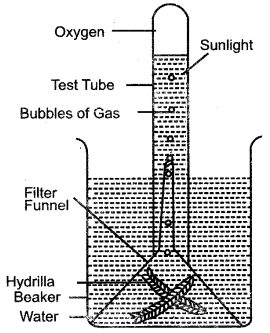 ICSE Solutions for Class 10 Biology - Photosynthesis 12