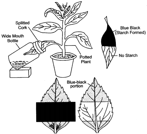 ICSE Solutions for Class 10 Biology - Photosynthesis 14