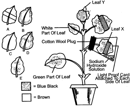 ICSE Solutions for Class 10 Biology - Photosynthesis 15