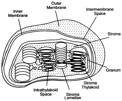 ICSE Solutions for Class 10 Biology - Photosynthesis 17