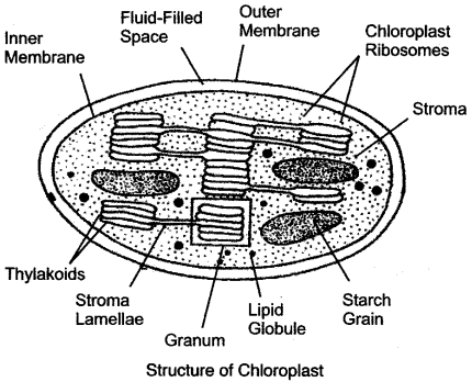 ICSE Solutions for Class 10 Biology - Photosynthesis 18