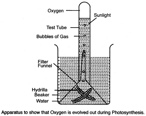 ICSE Solutions for Class 10 Biology - Photosynthesis 19