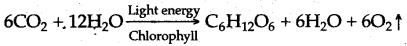 ICSE Solutions for Class 10 Biology - Photosynthesis 6