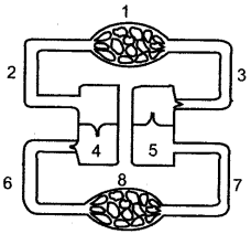 ICSE Solutions for Class 10 Biology - The Circulatory System 11