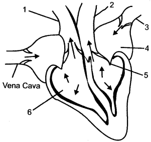 ICSE Solutions for Class 10 Biology - The Circulatory System 12