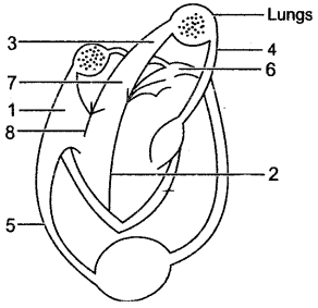 ICSE Solutions for Class 10 Biology - The Circulatory System 13