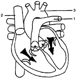 ICSE Solutions for Class 10 Biology - The Circulatory System 15