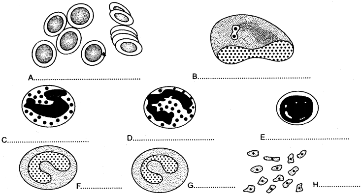 ICSE Solutions for Class 10 Biology - The Circulatory System 16