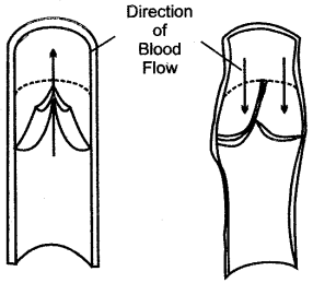 ICSE Solutions for Class 10 Biology - The Circulatory System 17