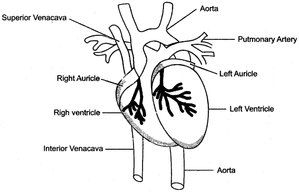 ICSE Solutions for Class 10 Biology - The Circulatory System 19