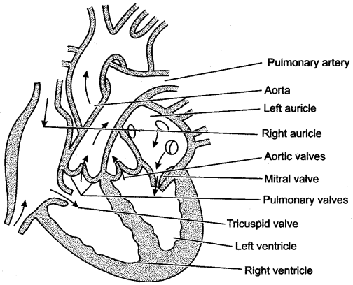 ICSE Solutions for Class 10 Biology - The Circulatory System 20