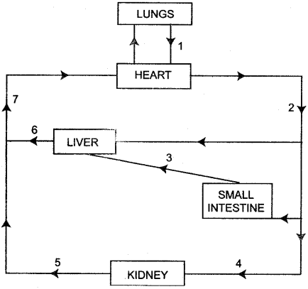 ICSE Solutions for Class 10 Biology - The Circulatory System 5