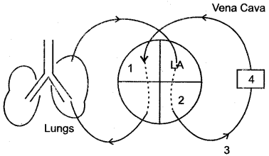 ICSE Solutions for Class 10 Biology - The Circulatory System 6