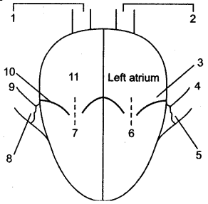 ICSE Solutions for Class 10 Biology - The Circulatory System 7