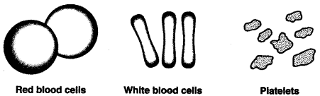 ICSE Solutions for Class 10 Biology - The Circulatory System 9