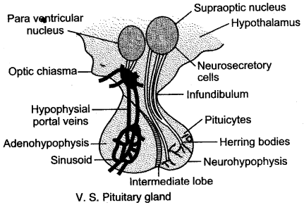 ICSE Solutions for Class 10 Biology - The Endocrine System 10