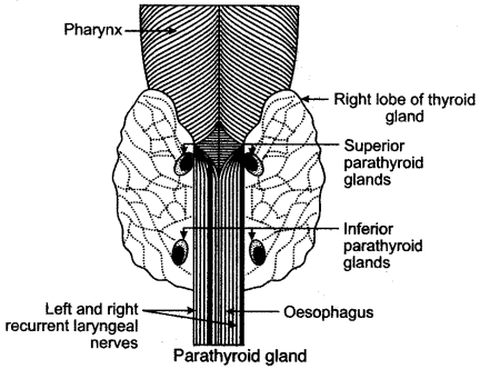 ICSE Solutions for Class 10 Biology - The Endocrine System 12