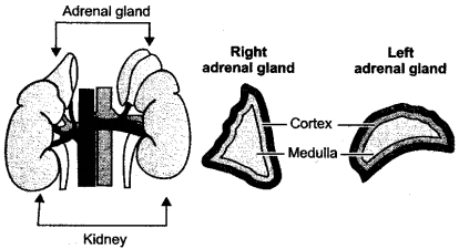 ICSE Solutions for Class 10 Biology - The Endocrine System 13