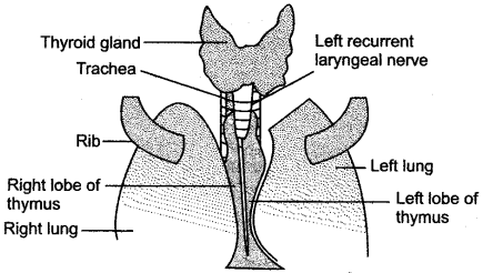 ICSE Solutions for Class 10 Biology - The Endocrine System 14