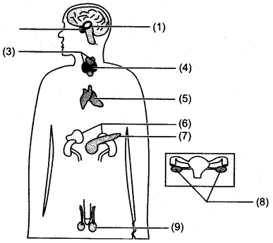 ICSE Solutions for Class 10 Biology - The Endocrine System 5