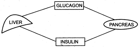 ICSE Solutions for Class 10 Biology - The Endocrine System 8