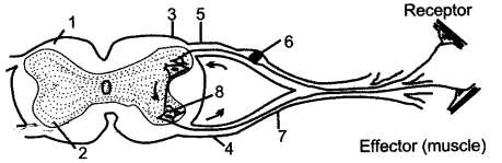 ICSE Solutions for Class 10 Biology - The Nervous System and Sense Organs 10